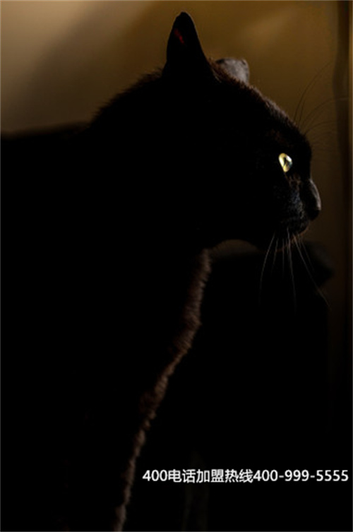 (400電話怎么辦理收費標準)(辦理400電話選擇正規服務商)